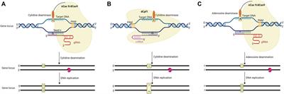 Comprehending the evolution of gene editing platforms for crop trait improvement